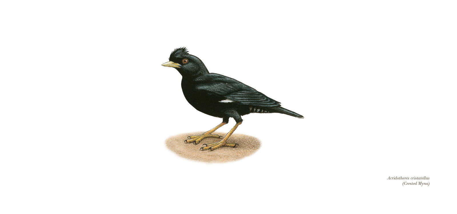 Crested Myna by Lionel Portier