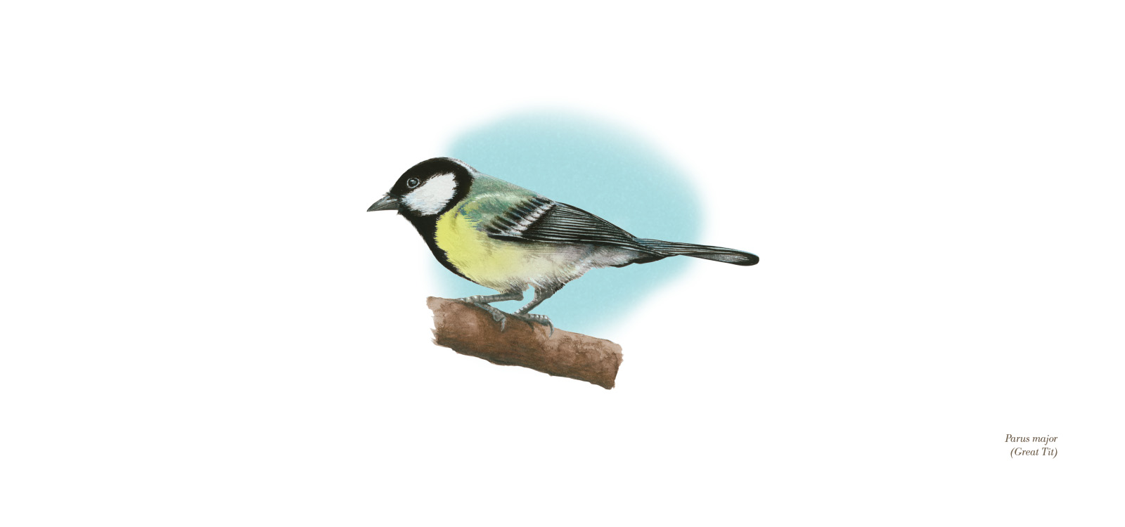 Great Tit by Lionel Portier