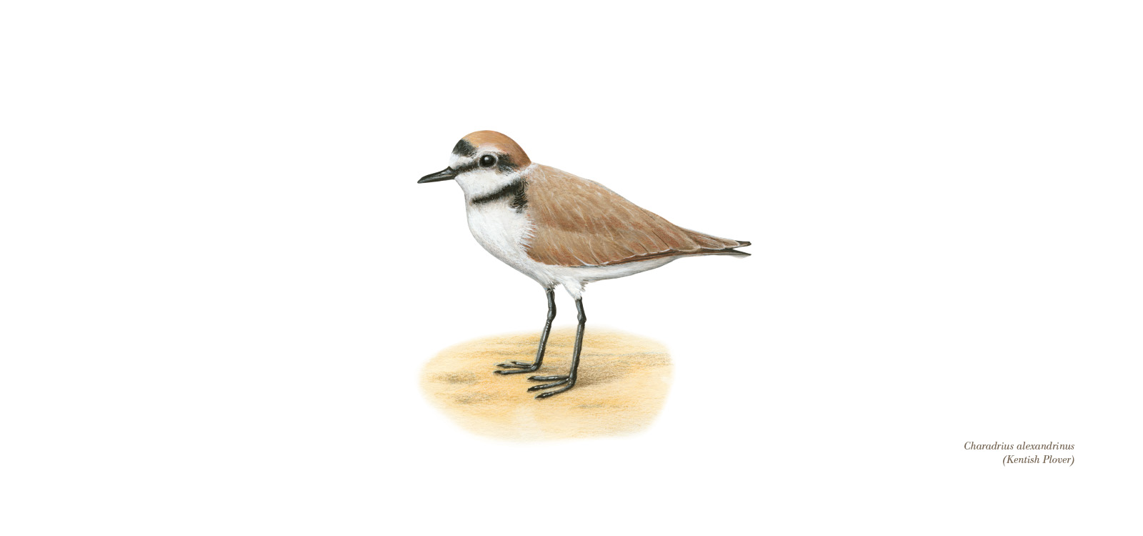 Kentish Plover by Lionel Portier
