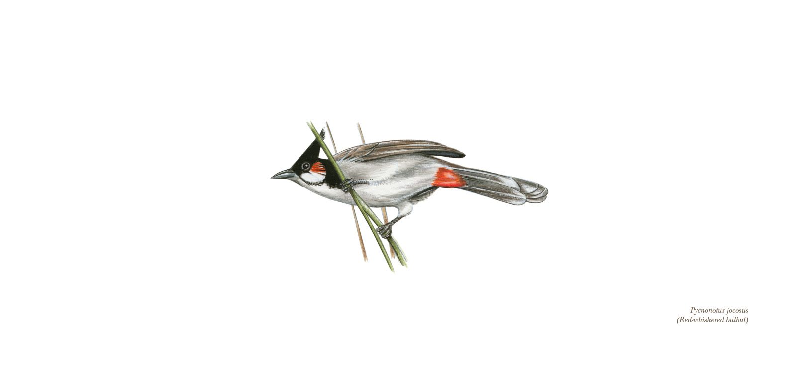 Red-whiskered Bulbul by Lionel Portier