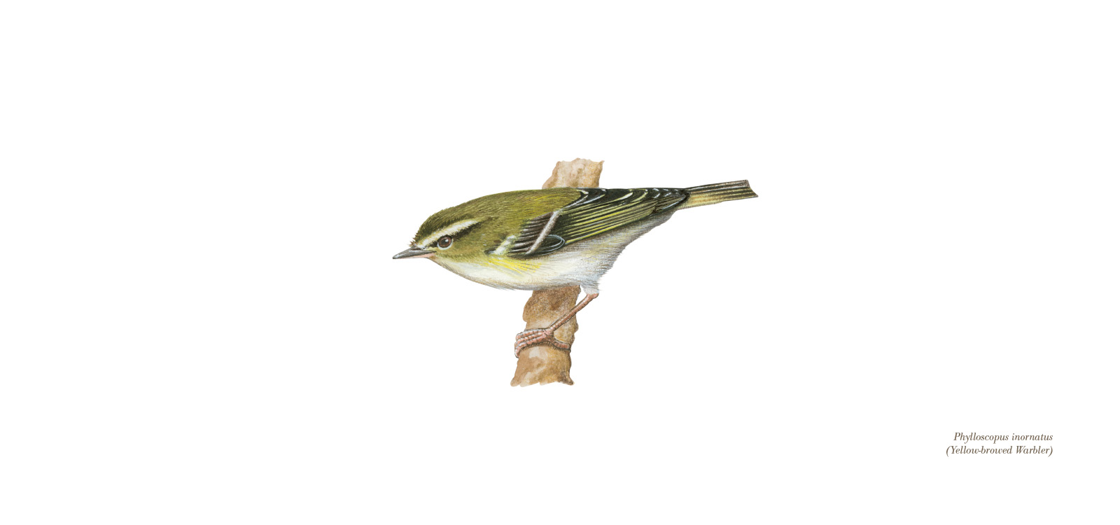 Yellow-Browed Warbler by Lionel Portier